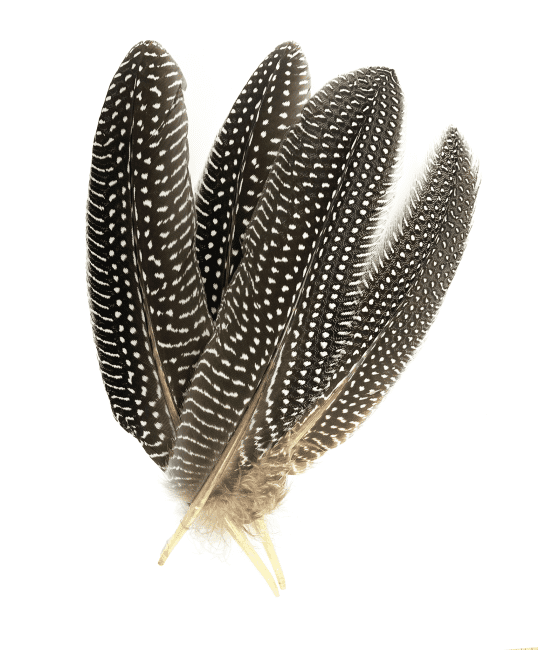 incienso en Plumas de guisante x10 15-20cm
