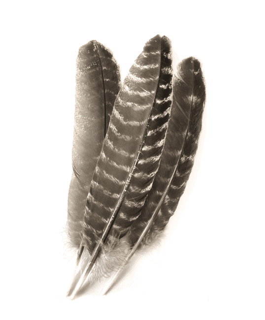 10 Plumas 20-25cm