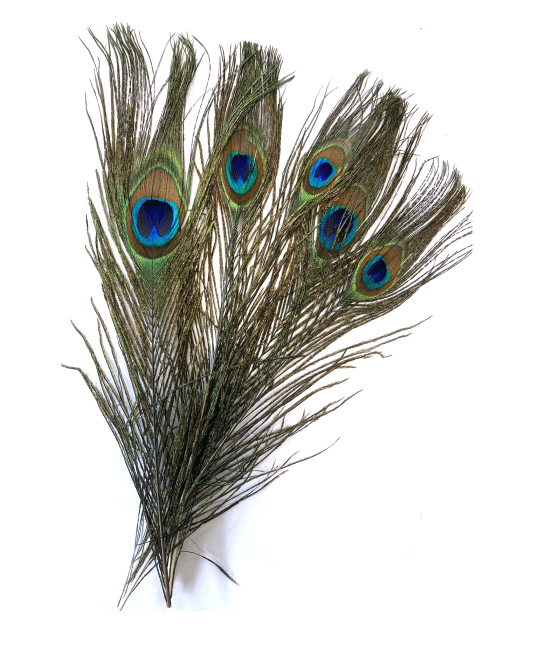 10 Plumas 20-25cm