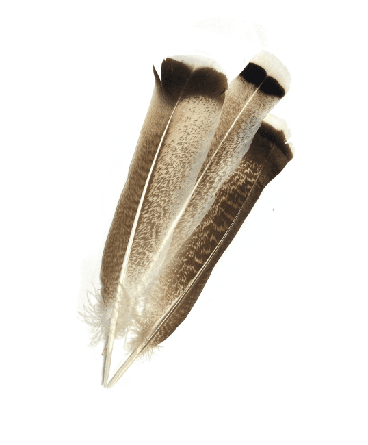 10 plumas manchadas 25-30cm