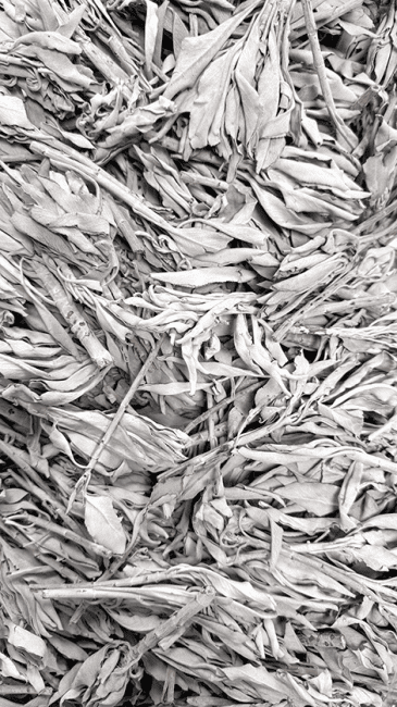 incienso en Salvia Blanca California Calidad Superior 1KG|es