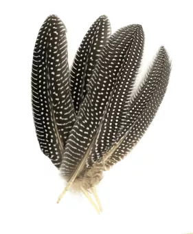 Plumas de guisante x10 15-20cm